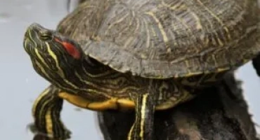 Как да разберете пода на червена костенурка